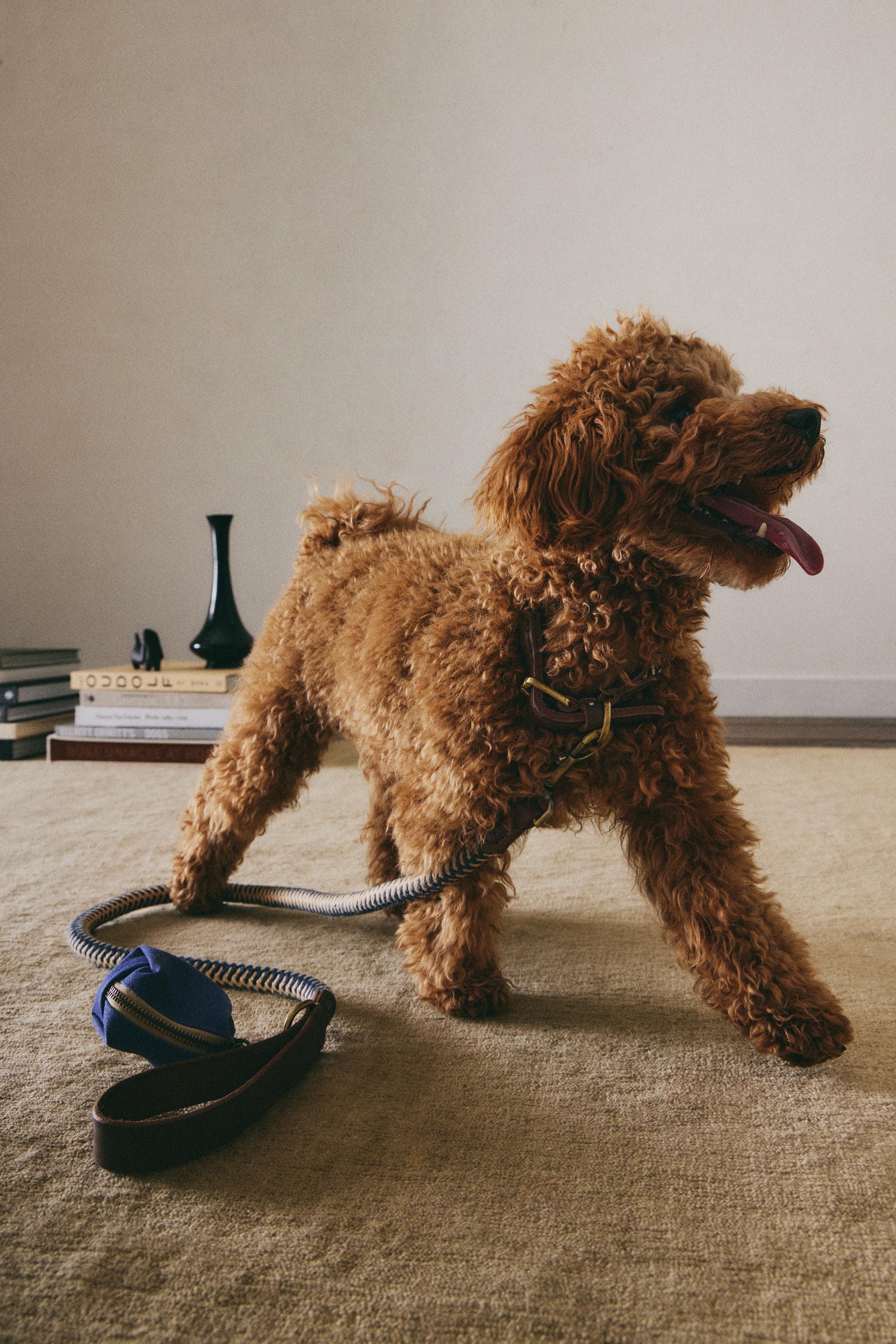 LAISSE CORDE COULEURS CHIENS